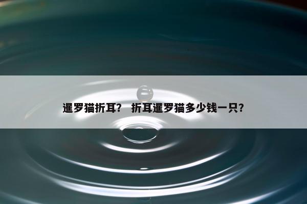 暹罗猫折耳？ 折耳暹罗猫多少钱一只？