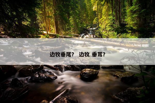 边牧垂尾？ 边牧 垂耳？