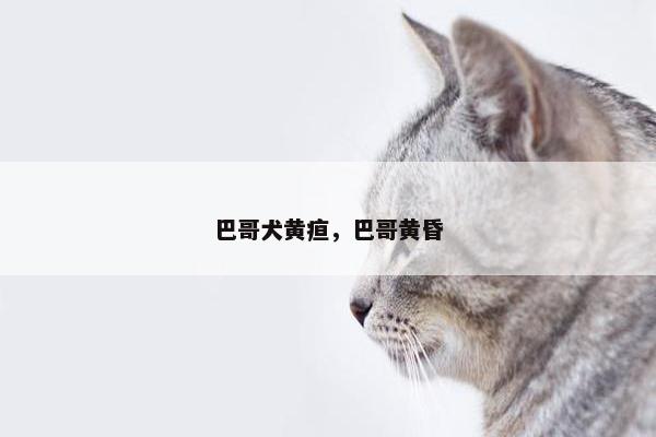 巴哥犬黄疸，巴哥黄昏