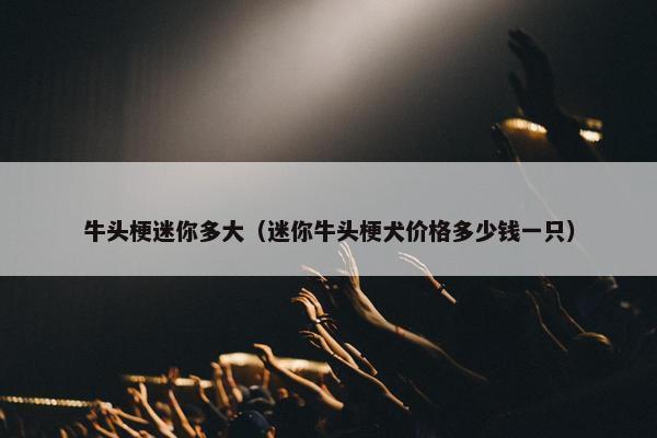 牛头梗迷你多大（迷你牛头梗犬价格多少钱一只）