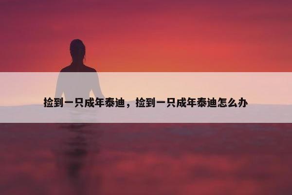 捡到一只成年泰迪，捡到一只成年泰迪怎么办