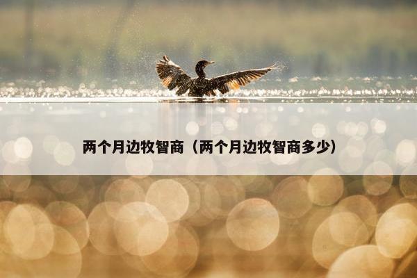 两个月边牧智商（两个月边牧智商多少）