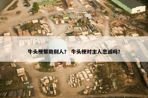 牛头梗帮助别人？ 牛头梗对主人忠诚吗？