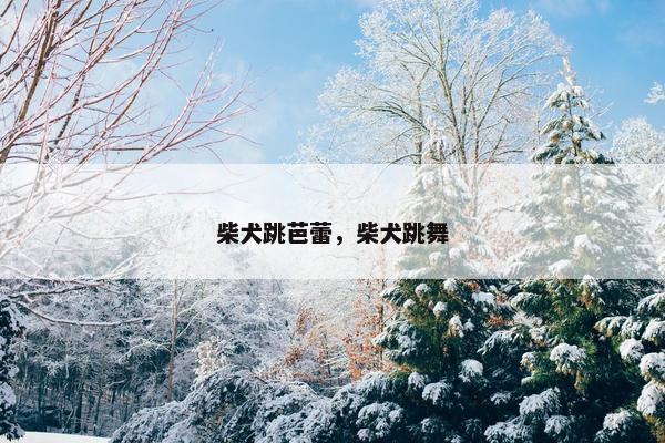 柴犬跳芭蕾，柴犬跳舞