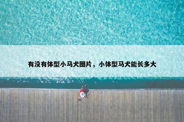 有没有体型小马犬图片，小体型马犬能长多大