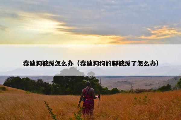 泰迪狗被踩怎么办（泰迪狗狗的脚被踩了怎么办）