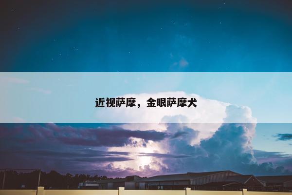 近视萨摩，金眼萨摩犬