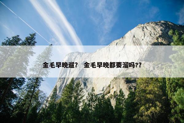 金毛早晚遛？ 金毛早晚都要溜吗?？
