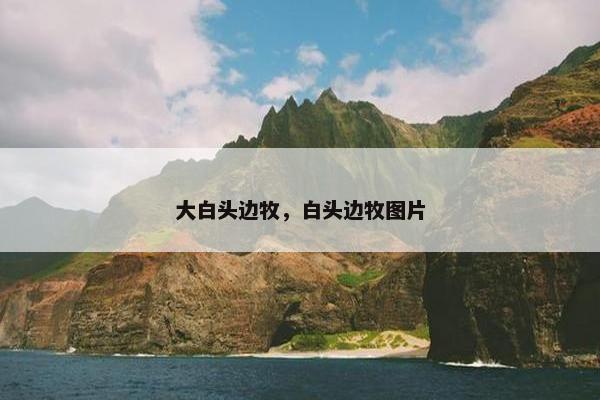 大白头边牧，白头边牧图片