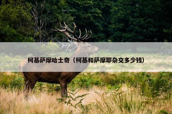 柯基萨摩哈士奇（柯基和萨摩耶杂交多少钱）