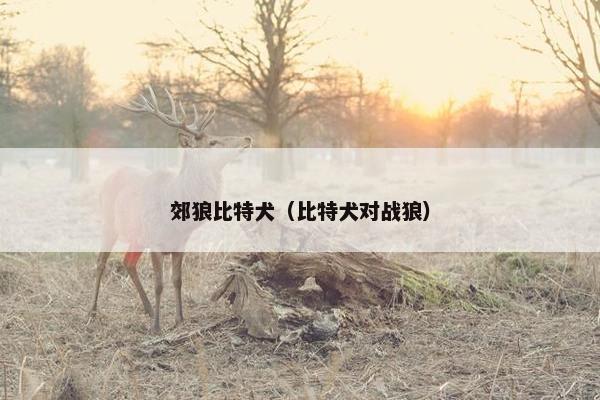 郊狼比特犬（比特犬对战狼）