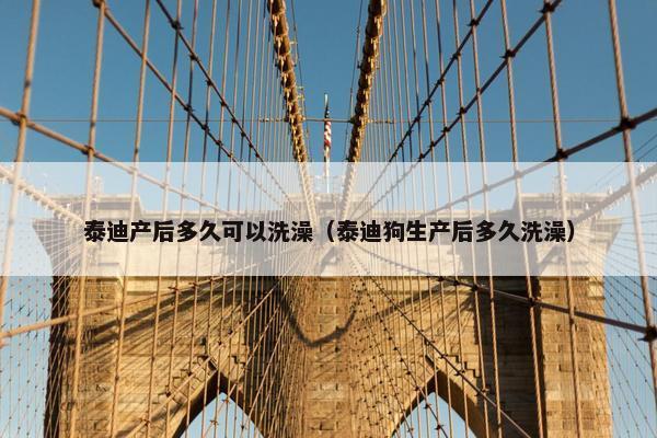 泰迪产后多久可以洗澡（泰迪狗生产后多久洗澡）