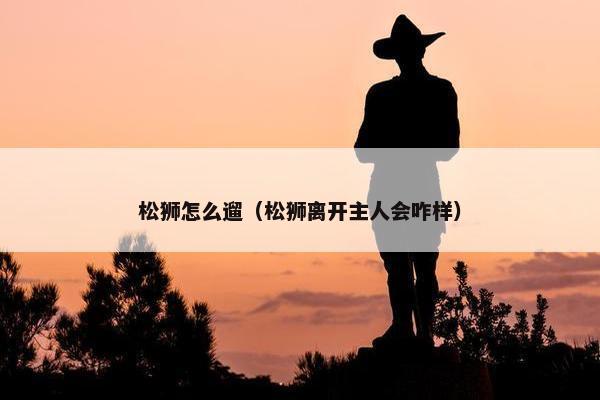 松狮怎么遛（松狮离开主人会咋样）