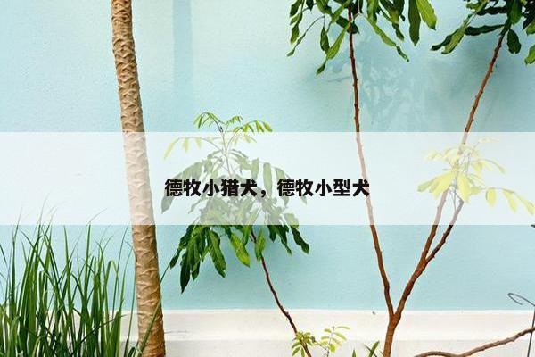 德牧小猎犬，德牧小型犬