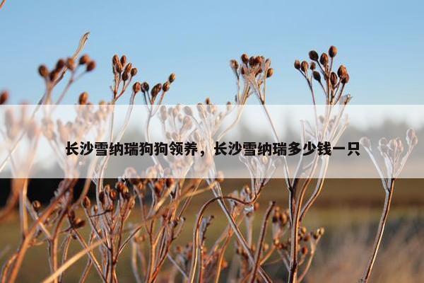 长沙雪纳瑞狗狗领养，长沙雪纳瑞多少钱一只