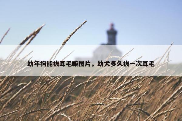 幼年狗能拔耳毛嘛图片，幼犬多久拔一次耳毛
