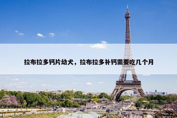 拉布拉多钙片幼犬，拉布拉多补钙需要吃几个月