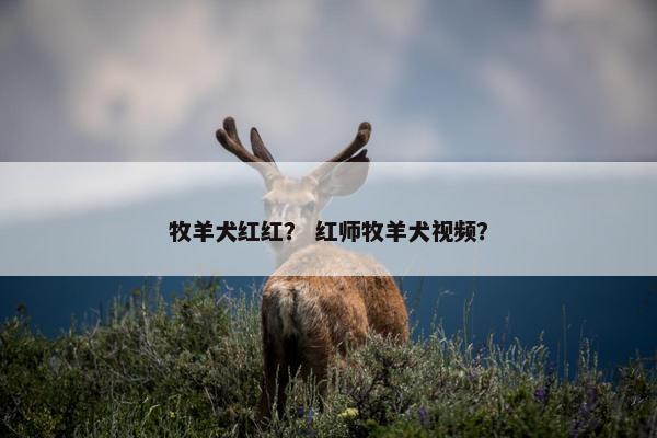 牧羊犬红红？ 红师牧羊犬视频？