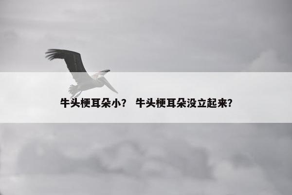 牛头梗耳朵小？ 牛头梗耳朵没立起来？