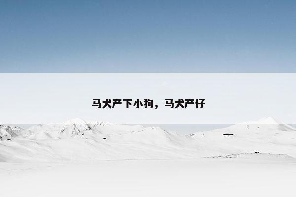 马犬产下小狗，马犬产仔