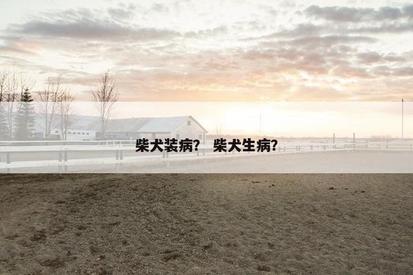 柴犬装病？ 柴犬生病？