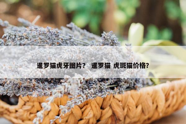 暹罗猫虎牙图片？ 暹罗猫 虎斑猫价格？