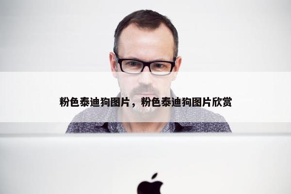 粉色泰迪狗图片，粉色泰迪狗图片欣赏