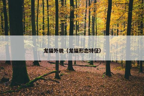 龙猫外貌（龙猫形态特征）