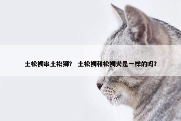 土松狮串土松狮？ 土松狮和松狮犬是一样的吗？