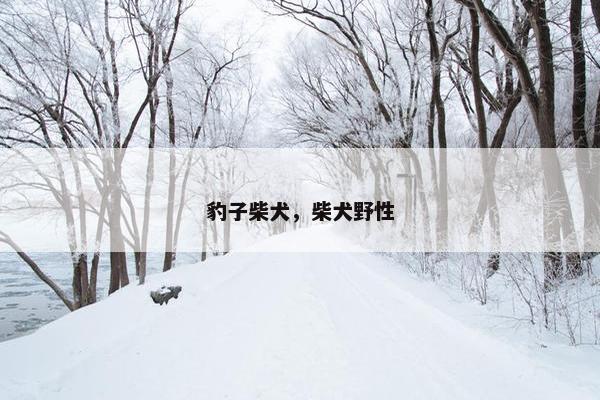 豹子柴犬，柴犬野性