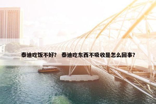 泰迪吃饭不好？ 泰迪吃东西不吸收是怎么回事？