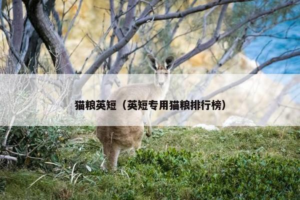 猫粮英短（英短专用猫粮排行榜）