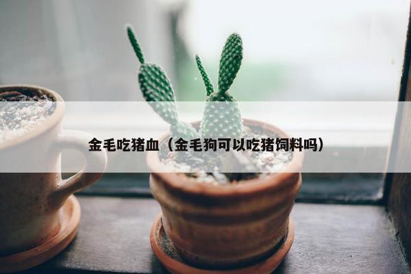 金毛吃猪血（金毛狗可以吃猪饲料吗）