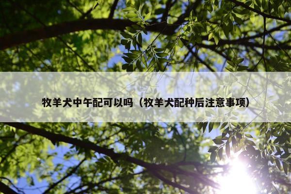 牧羊犬中午配可以吗（牧羊犬配种后注意事项）