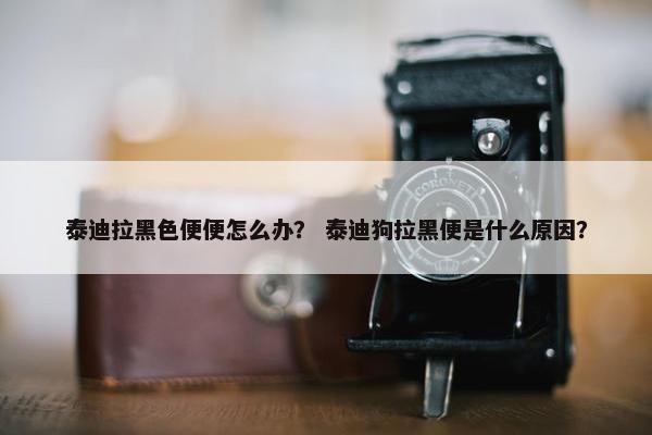 泰迪拉黑色便便怎么办？ 泰迪狗拉黑便是什么原因？