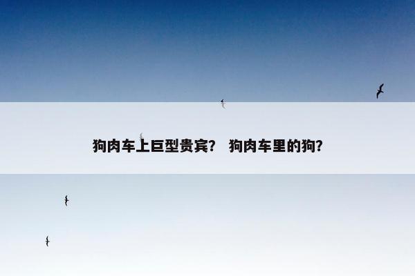 狗肉车上巨型贵宾？ 狗肉车里的狗？