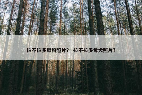 拉不拉多母狗照片？ 拉不拉多母犬照片？