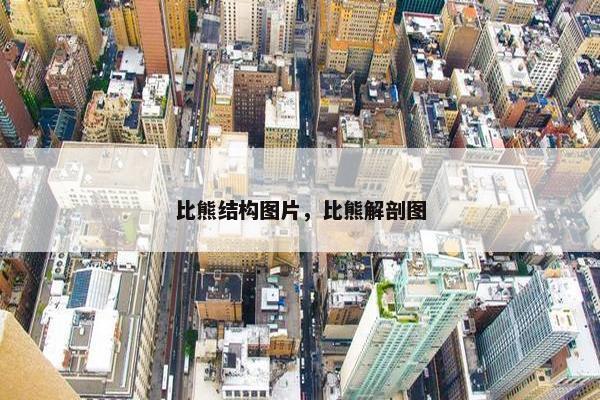 比熊结构图片，比熊解剖图