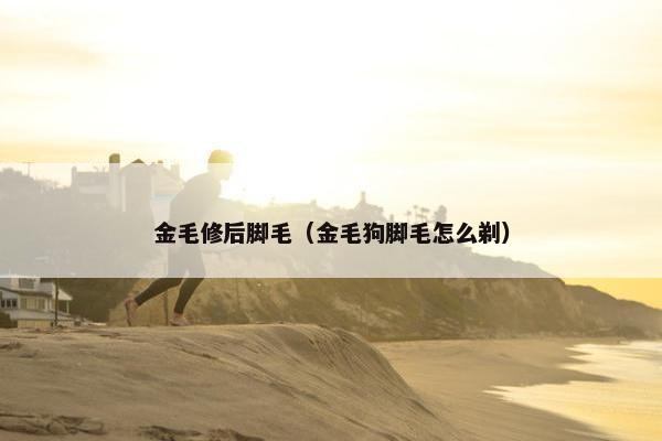 金毛修后脚毛（金毛狗脚毛怎么剃）