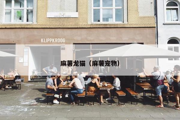 麻薯龙猫（麻薯宠物）