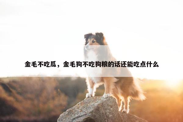 金毛不吃瓜，金毛狗不吃狗粮的话还能吃点什么