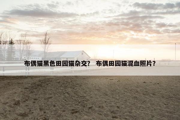 布偶猫黑色田园猫杂交？ 布偶田园猫混血照片？