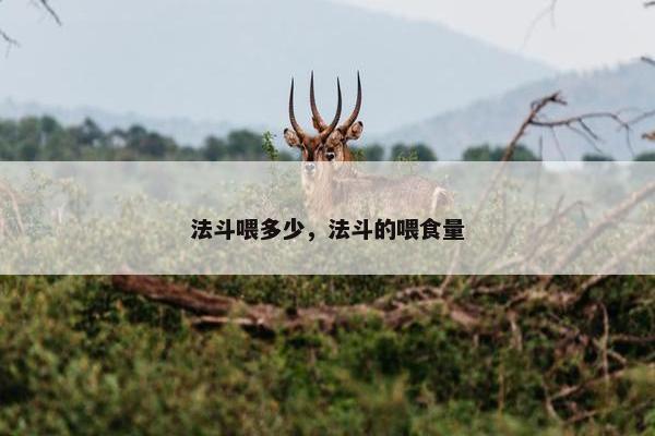 法斗喂多少，法斗的喂食量