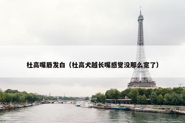 杜高嘴唇发白（杜高犬越长嘴感觉没那么宽了）