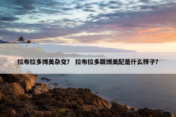 拉布拉多博美杂交？ 拉布拉多跟博美配是什么样子？