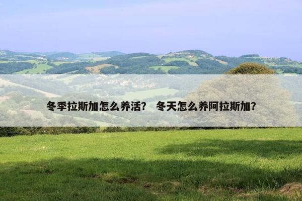 冬季拉斯加怎么养活？ 冬天怎么养阿拉斯加？