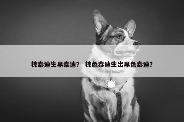 棕泰迪生黑泰迪？ 棕色泰迪生出黑色泰迪？