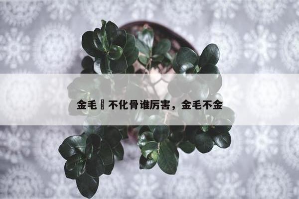 金毛犼不化骨谁厉害，金毛不金