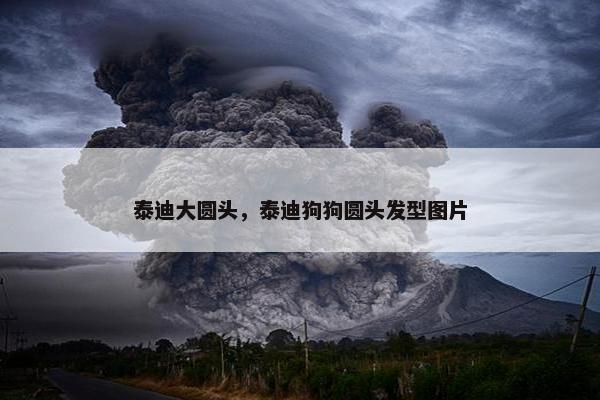 泰迪大圆头，泰迪狗狗圆头发型图片