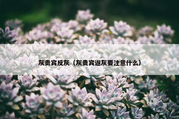 灰贵宾反灰（灰贵宾返灰要注意什么）